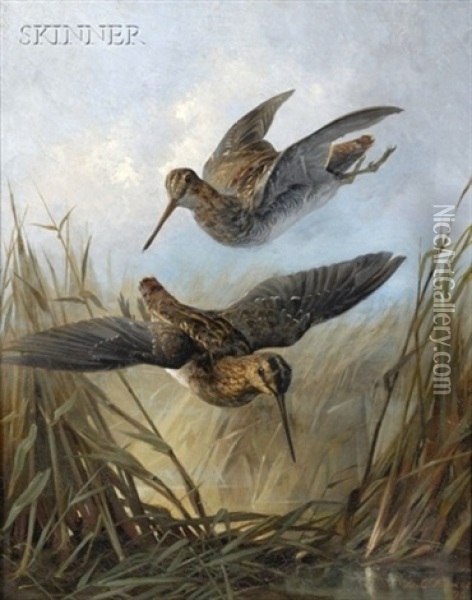 Woodcocks In Dropping Flight Oil Painting - Lawrence Carmichael Earle
