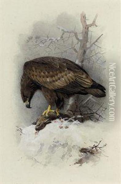 White-tailed Or Sea Eagle Oil Painting - Archibald Thorburn