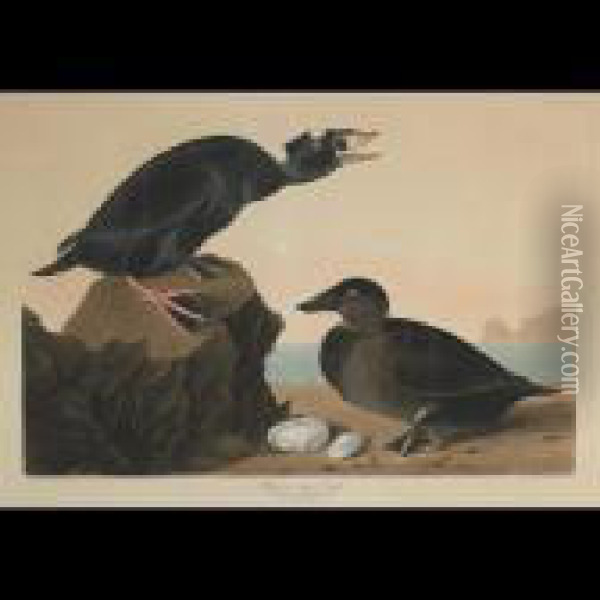 Black Or Surf Duck, Plate Cccxvii Oil Painting - John James Audubon