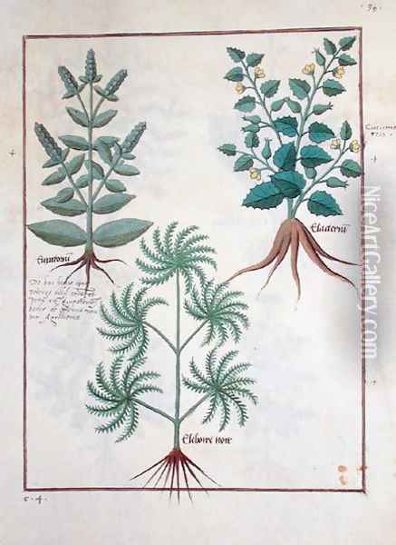 Lavender, Hellebore, and a relative of the Cucumber family, Illustration from the Book of Simple Medicines by Mattheaus Platearius d.c.1161 c.1470 Oil Painting - Robinet Testard