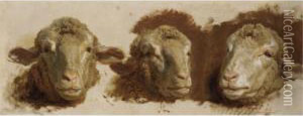 Study Of Three Sheep Heads Oil Painting - Auguste Bonheur