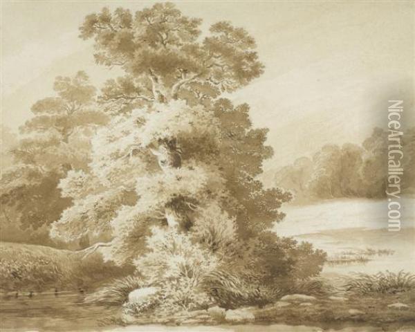 Study Of A Tree Oil Painting - Alexandre Calame