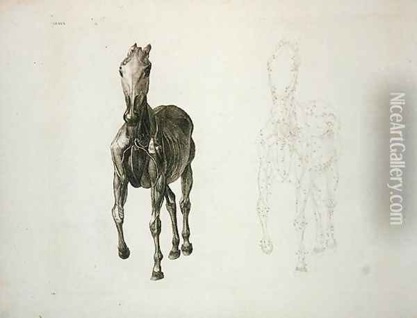 Tab. VIII, from The Anatomy of the Horse... 1766 Oil Painting - George Stubbs