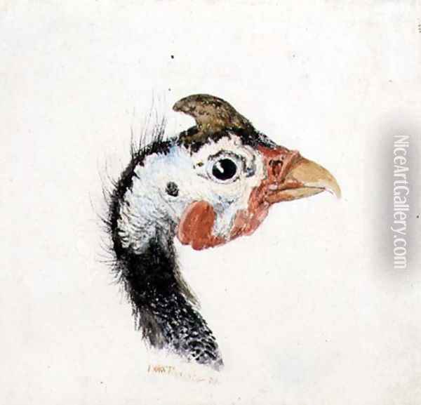 Guinea Fowl, from The Farnley Book of Birds, c.1816 Oil Painting - Joseph Mallord William Turner