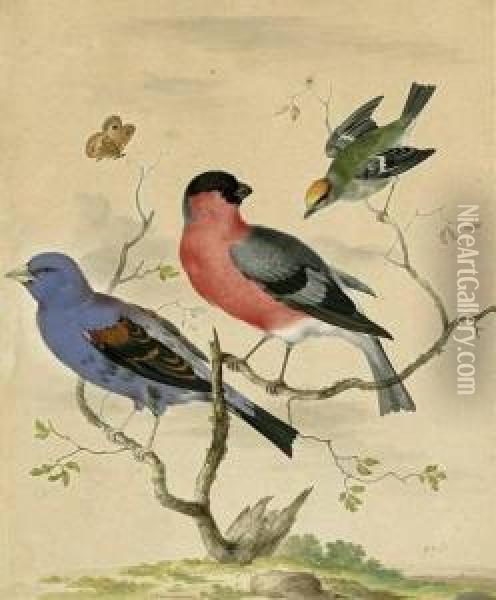 Drei Finken, Auf Baumgeast Sitzend, Links Oben Ein Flatternder Schmetterling Oil Painting - Johannes Bronkhorst
