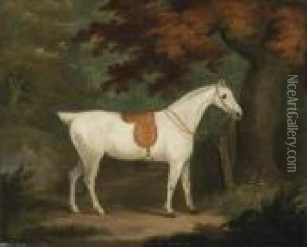 A Saddled Grey Hunter In A Wooded Landscape Oil Painting - John Nost Sartorius