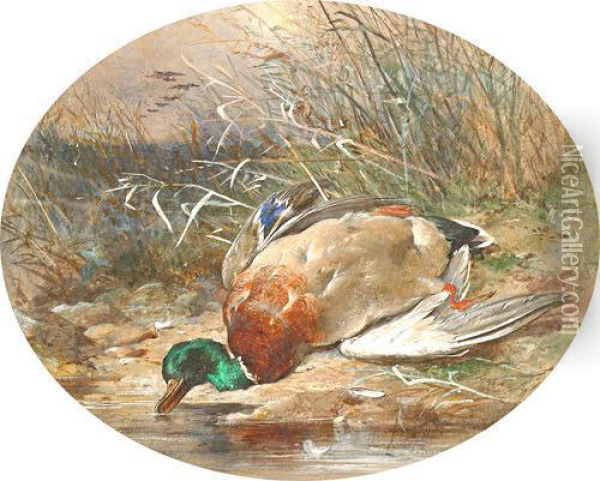 Mallard On A Riverbank Oil Painting - James Hardy