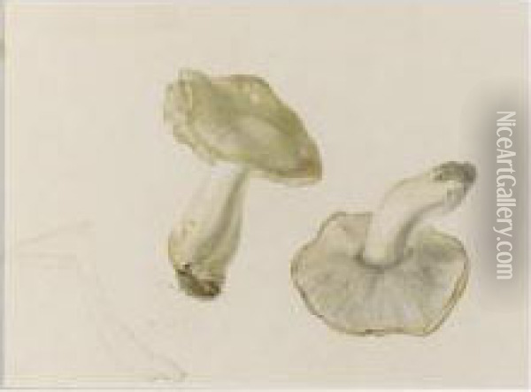 Study Of Funghi Oil Painting - Helen Beatrix Potter