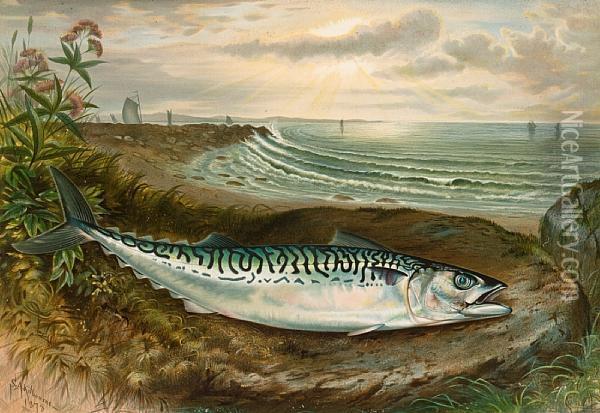 Game Fishes Of The United States Oil Painting - Samuel A. Kilbourne
