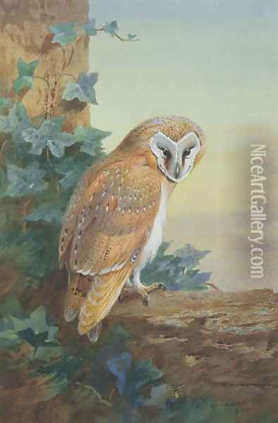 Barn Owl, 1916 Oil Painting - Archibald Thorburn