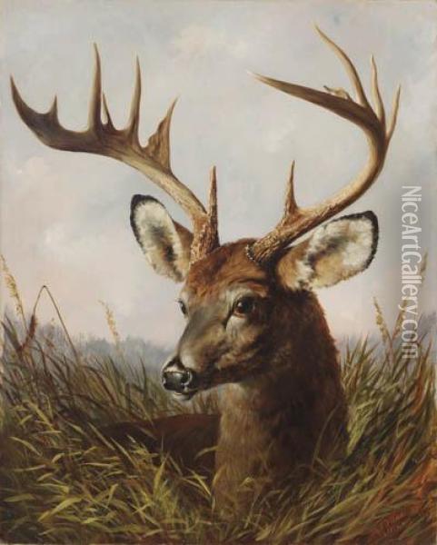 The Stag Oil Painting - Arthur Fitzwilliam Tait