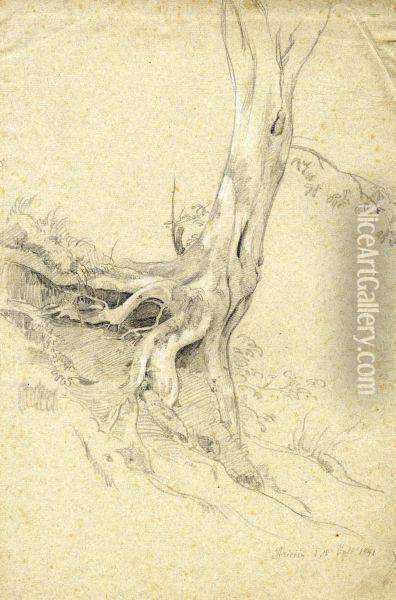 Study Of A Tree Oil Painting - Johann Wilhelm Schirmer