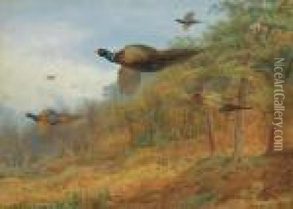 Pheasants Breaking Out Of Cover Oil Painting - Archibald Thorburn