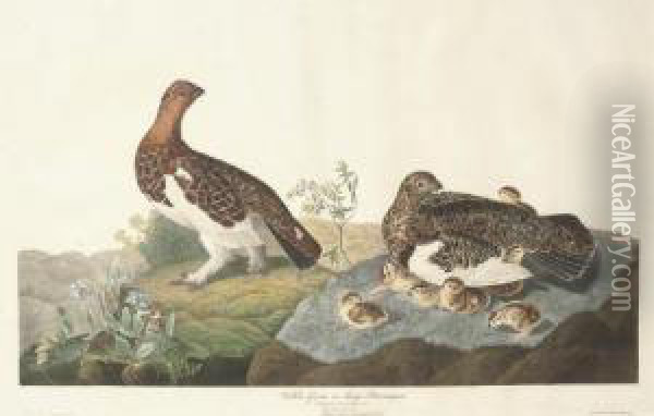 Willow Grous Or Large Ptarmigan (plate Cxci) Oil Painting - Robert I Havell