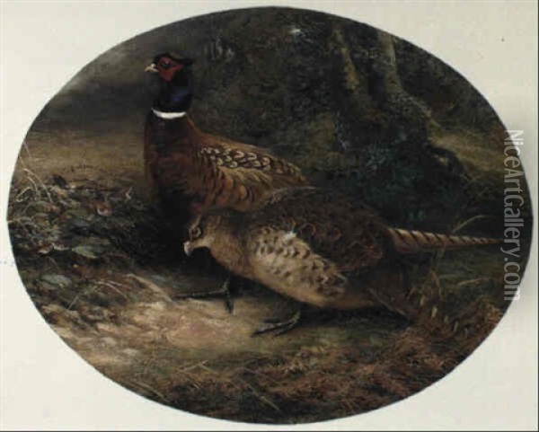 Pheasants Oil Painting - Charles Whymper