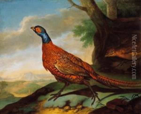 Golden Pheasant (a Pair) Oil Painting - Ferdinand Phillip de Hamilton