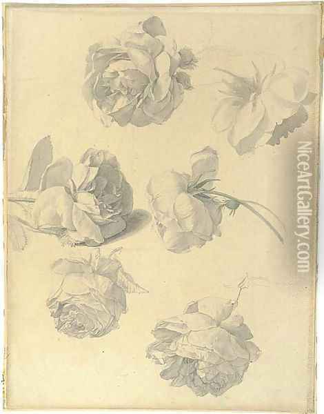 Studies of six roses Oil Painting - French Or Dutch School