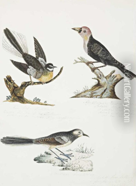 Fan-tailed Flycatcher, Abyssinian Plant-cutter And Southern Wag Tail Oil Painting - Mary Croker