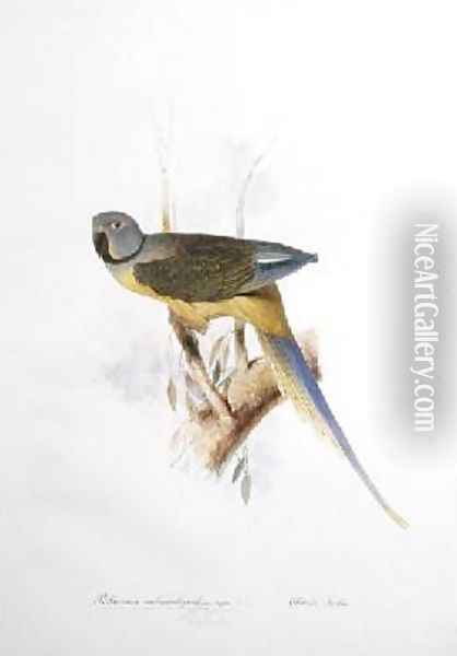Paloeornis melanorhynchus Syties Oil Painting - Edward Lear