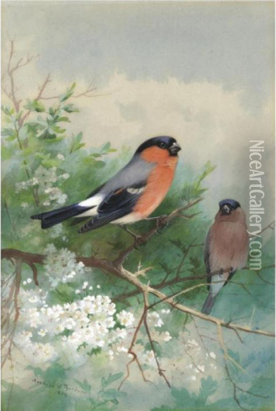 A Pair Of Bullfinches Oil Painting - Archibald Thorburn
