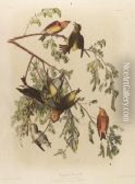 Common Crossbill, No. 11-4, Plate 200 Oil Painting - John James Audubon