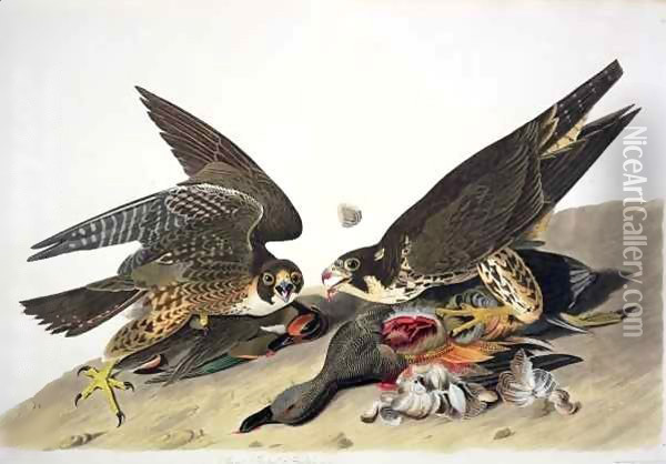 Great Footed Hawk, from 'Birds of America' Oil Painting - John James Audubon
