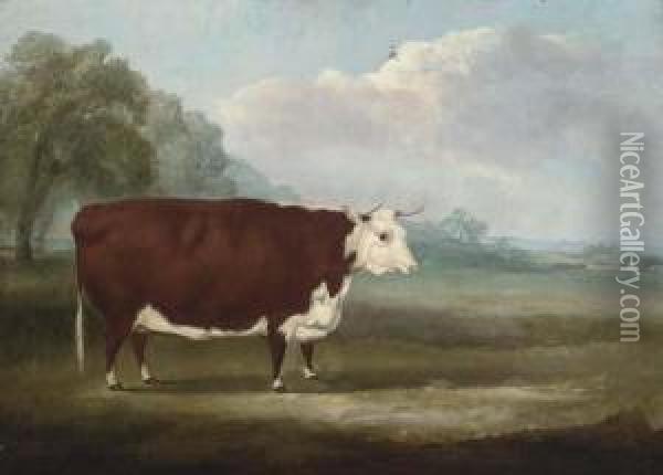A Prize Hereford Cow Oil Painting - William Henry Davis