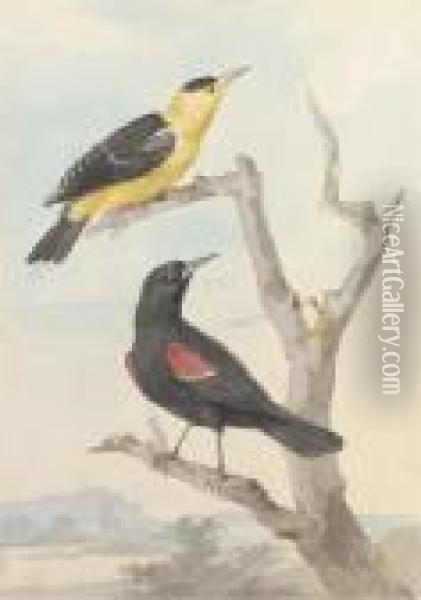 Two Exotic Birds On A Tree Oil Painting - Aert Schouman