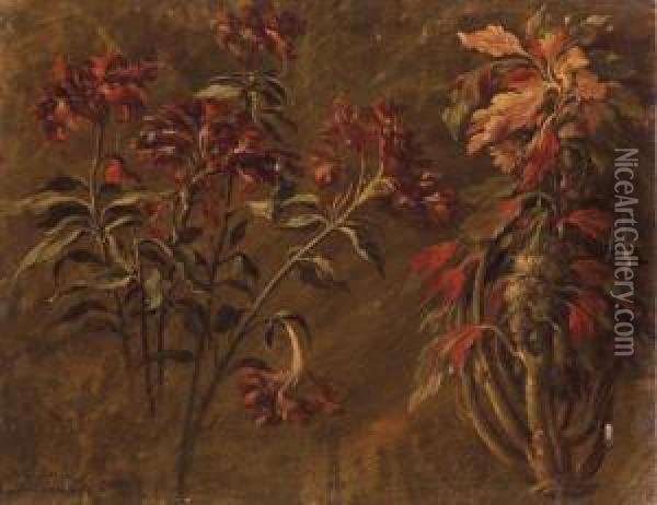 Pivoines Sauvages (recto); Fleurs Et Fruits De Chevrefeuille(verso) Oil Painting - Pancrace Bessa