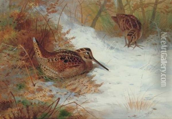 Woodcock In Snow Oil Painting - Archibald Thorburn