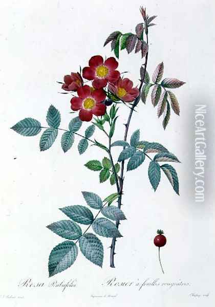 Rosa Rubrifolia Oil Painting - Pierre-Joseph Redoute