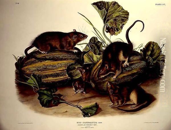 Brown, or Norway Rat Oil Painting - John James Audubon