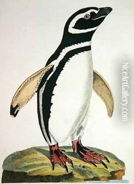 Illustration of a penguin from Cimelia Physica Figures of rare and curious quadrupeds birds Oil Painting - John Frederick Miller
