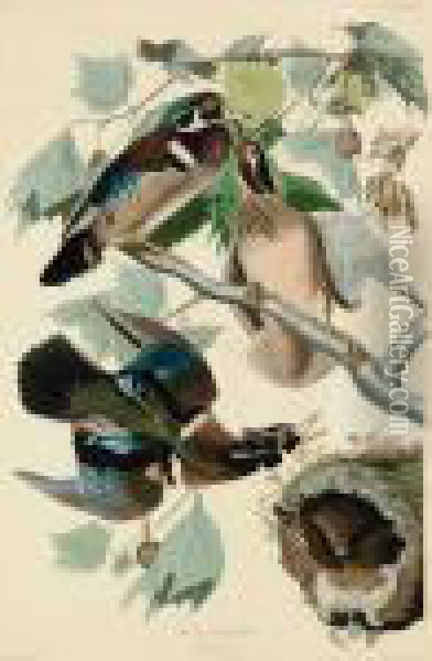 Summer Or Wood Duck Oil Painting - John James Audubon