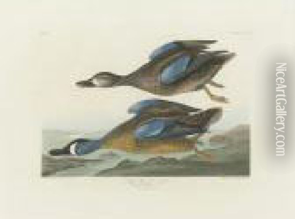 Blue-winged Teal (plate Cccxiii) Oil Painting - John James Audubon