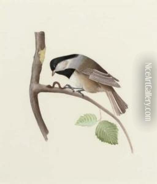 A Set Of 23 Ornithological Studies Oil Painting - Jean Gabriel Pretre