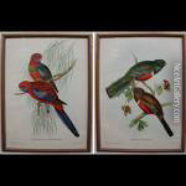 Bird Studies Oil Painting - John H. Gould