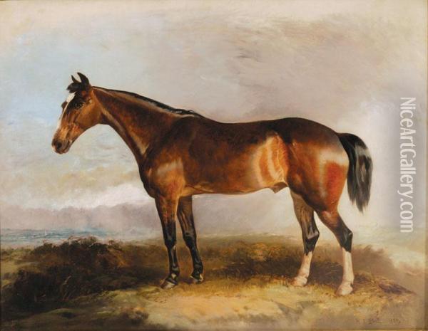 A Favourite Hunter Oil Painting - R.T. Bott