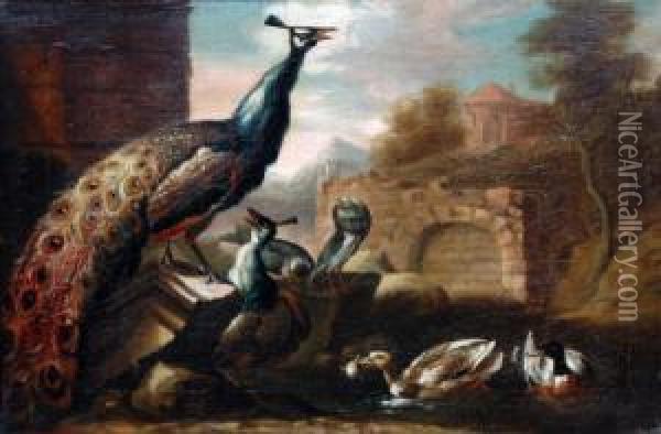 A Peacock And Other Birds In An Italianate Ruin. Oil Painting - Marmaduke Cradock