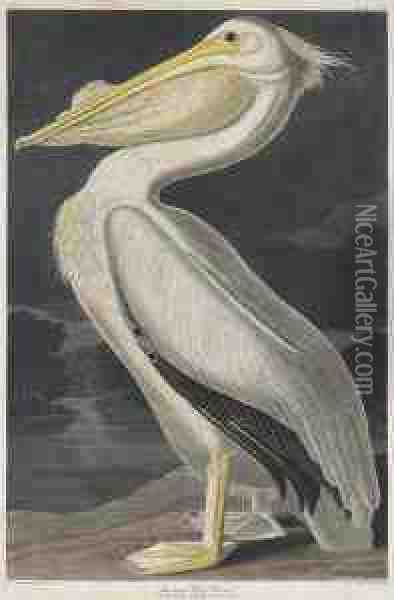 Pelicanus Americanus Oil Painting - Robert Ii Havell