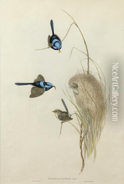 Blue Wren Oil Painting - Elizabeth Gould