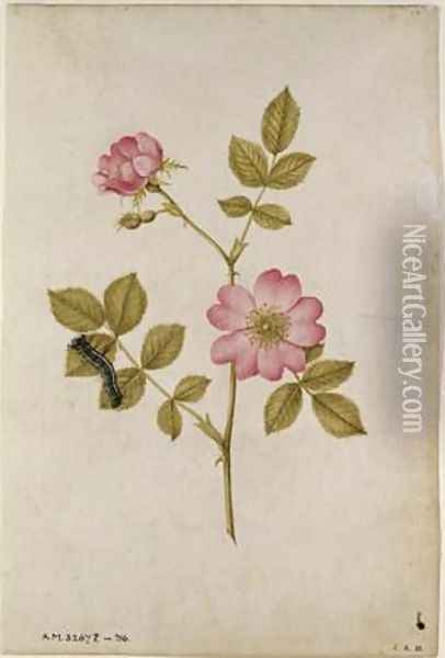 Rosa Canina Dogrose and Caterpillar Oil Painting - Jacques (de Morgues) Le Moyne