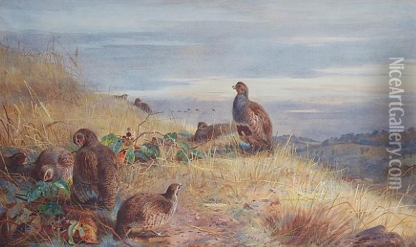 The Covey At Daybreak - Partridges Oil Painting - Archibald Thorburn