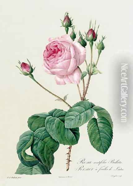 Rosa Centifolia Bullata Oil Painting - Pierre-Joseph Redoute