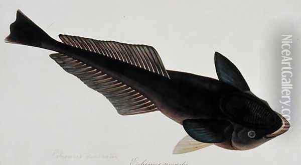 Eekan Gernie, Echeneis neuerates, from 'Drawings of Fishes from Malacca', c.1805-18 Oil Painting - Anonymous Artist