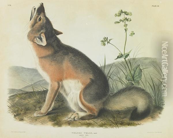 Swift Fox Oil Painting - John James Audubon