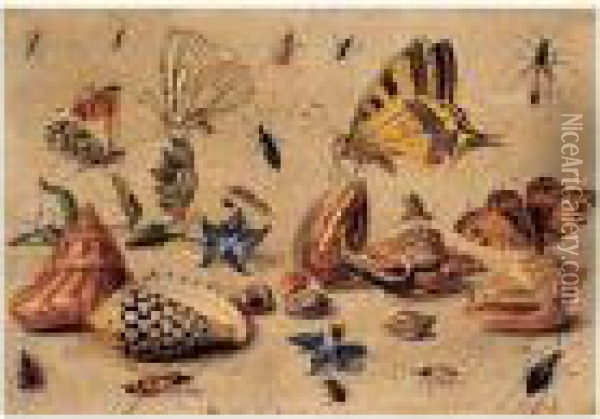 Papillons Et Insectes Autour De Coquillages Oil Painting - Jan van Kessel