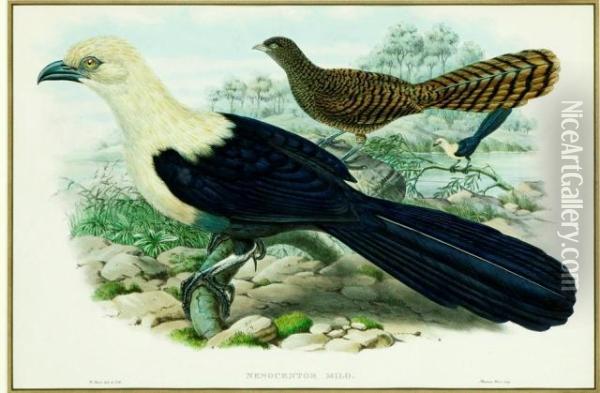 Nesocentor Milo - Solomon Islands Lark Heeled Cuckoo' Oil Painting - William Matthew Hart