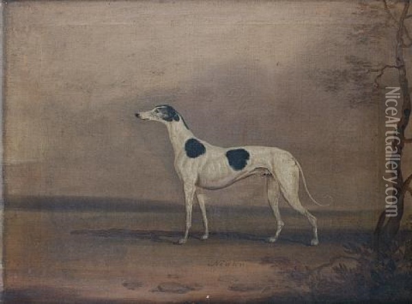 A Portrait Of The Greyhound Newton Oil Painting - David (of York) Dalby