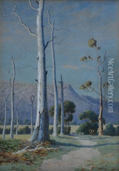 Gum Tree In Sunlight Oil Painting - John Robert Mather